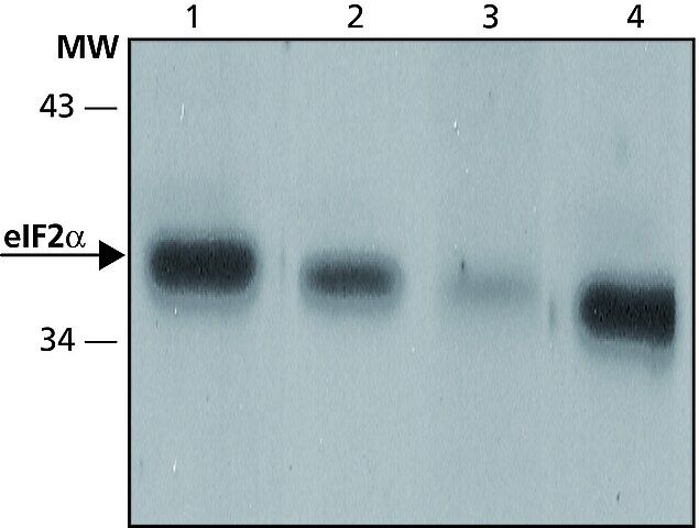 Anti-eIF2α antibody produced in rabbit