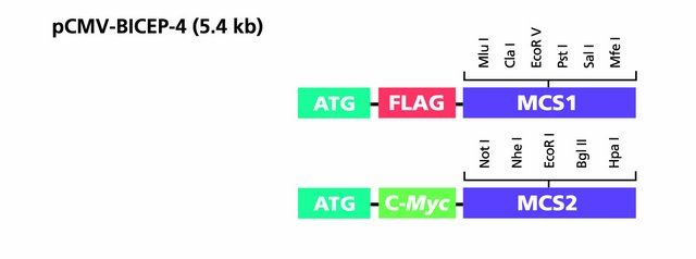 pCMV-BICEP<sup>TM</sup>-4 Expression Vector