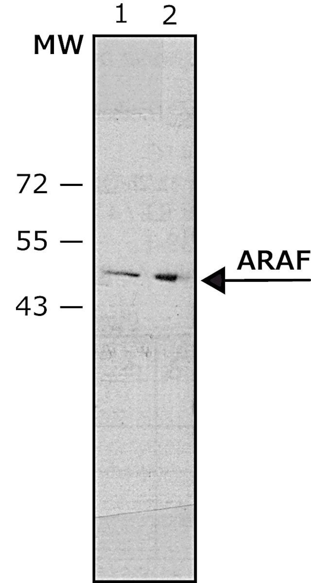 Anti-CSTF1 (C-terminal) antibody produced in rabbit