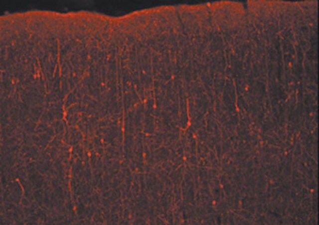 Donkey Anti-Rabbit IgG Antibody, Cy3 conjugate, Species Adsorbed