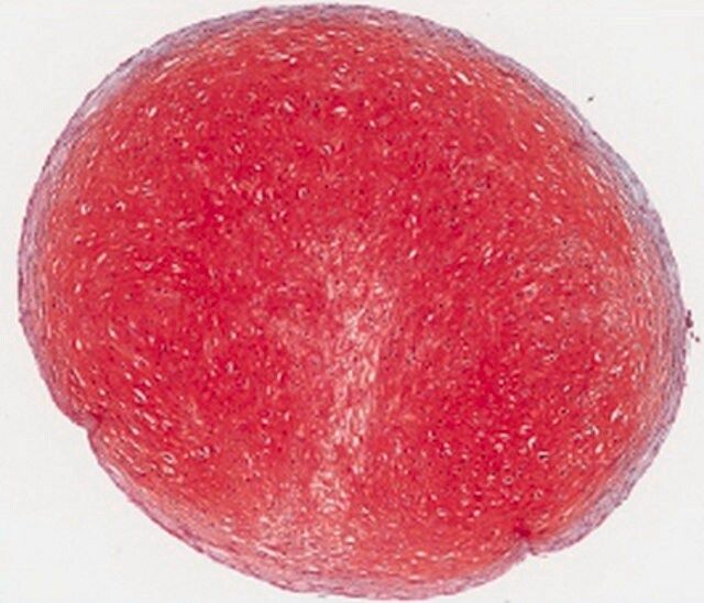Safranin-O Staining Solution