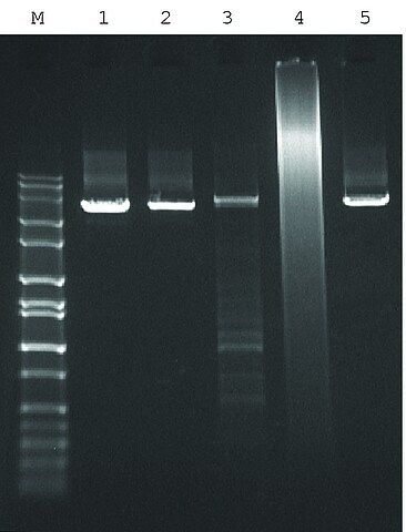 JumpStart<sup>TM</sup> AccuTaq<sup>TM</sup> LA DNA Polymerase