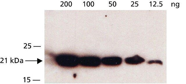 Anti-DHFR, N-terminal antibody produced in rabbit