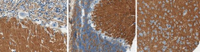 Anti-SNAP-25 Antibody, clone SP14 (Ascites Free)