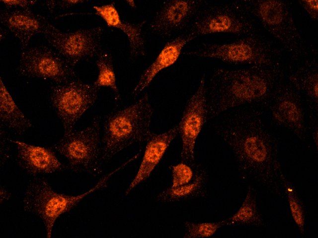 Anti-Cullin 3 antibody produced in rabbit