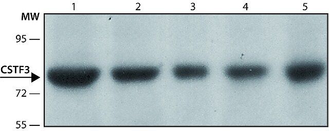 Anti-CSTF3 (N-terminal) antibody produced in rabbit
