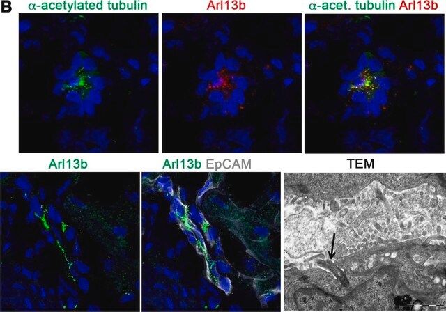 Anti-γ-Tubulin-Cy3<sup>TM</sup> antibody produced in rabbit