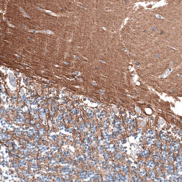 Anti-RXFP1 antibody produced in rabbit