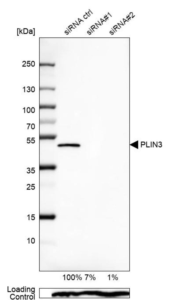 Anti-PLIN3 antibody produced in rabbit