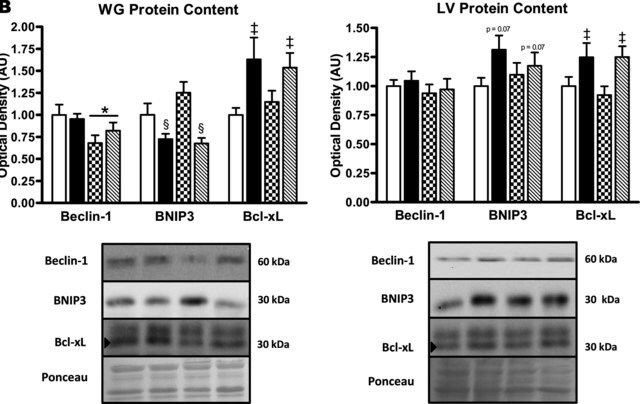 Anti-BNIP3 antibody, Mouse monoclonal
