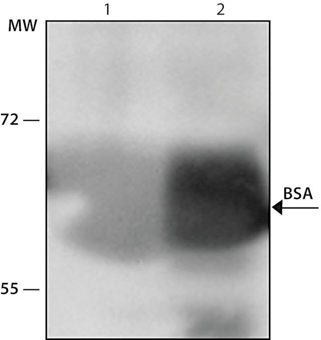 Anti-Bovine Albumin antibody produced in rabbit