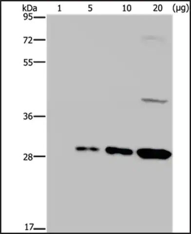Anti-GFP antibody produced in rabbit