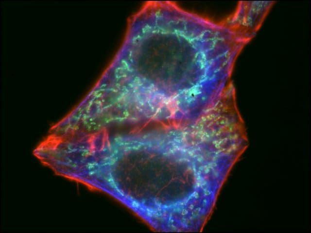 Anti-Mouse IgG (H+L), CF<sup>TM</sup> 488A antibody produced in goat