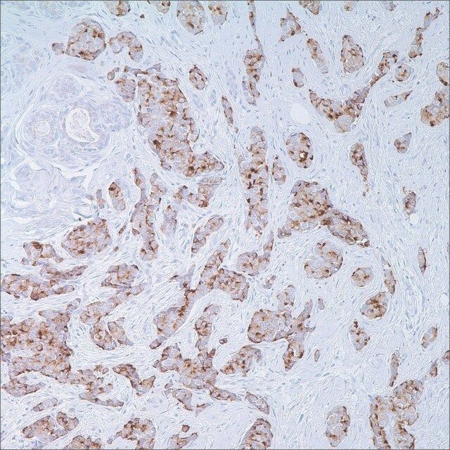 EMA (E29) Mouse Monoclonal Antibody