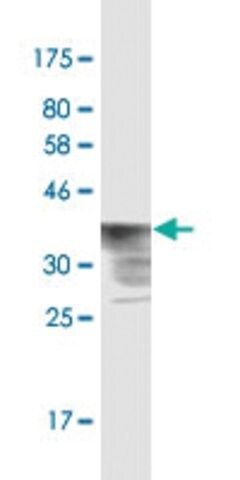 Monoclonal Anti-POLR2A, (N-terminal) antibody produced in mouse