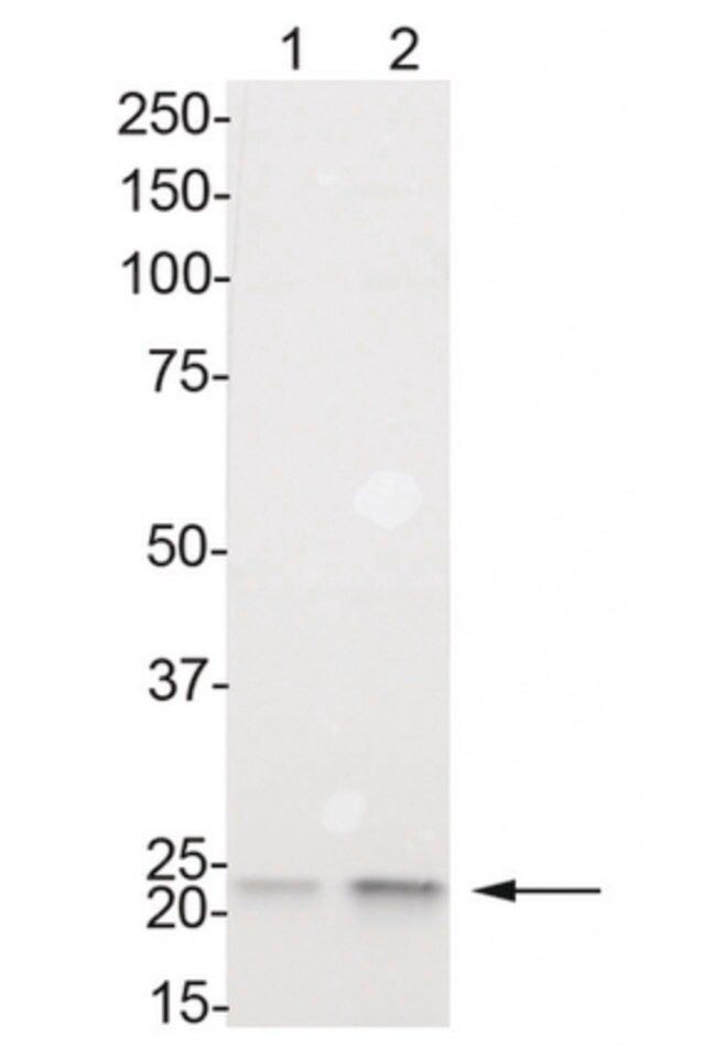 Anti-phospho-HP1 γ (Ser83) Antibody