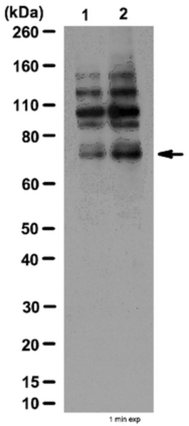 Anti-phospho-Grb10 (Ser501/Ser503) Antibody