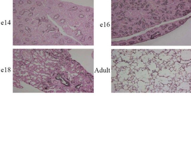 Anti-Rab40C Antibody