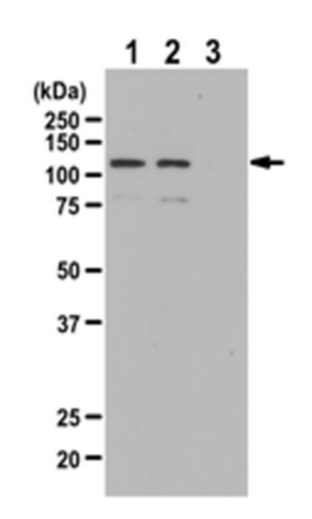 Anti-phospho-BMK1/Erk5 (Thr218/Tyr220) Antibody