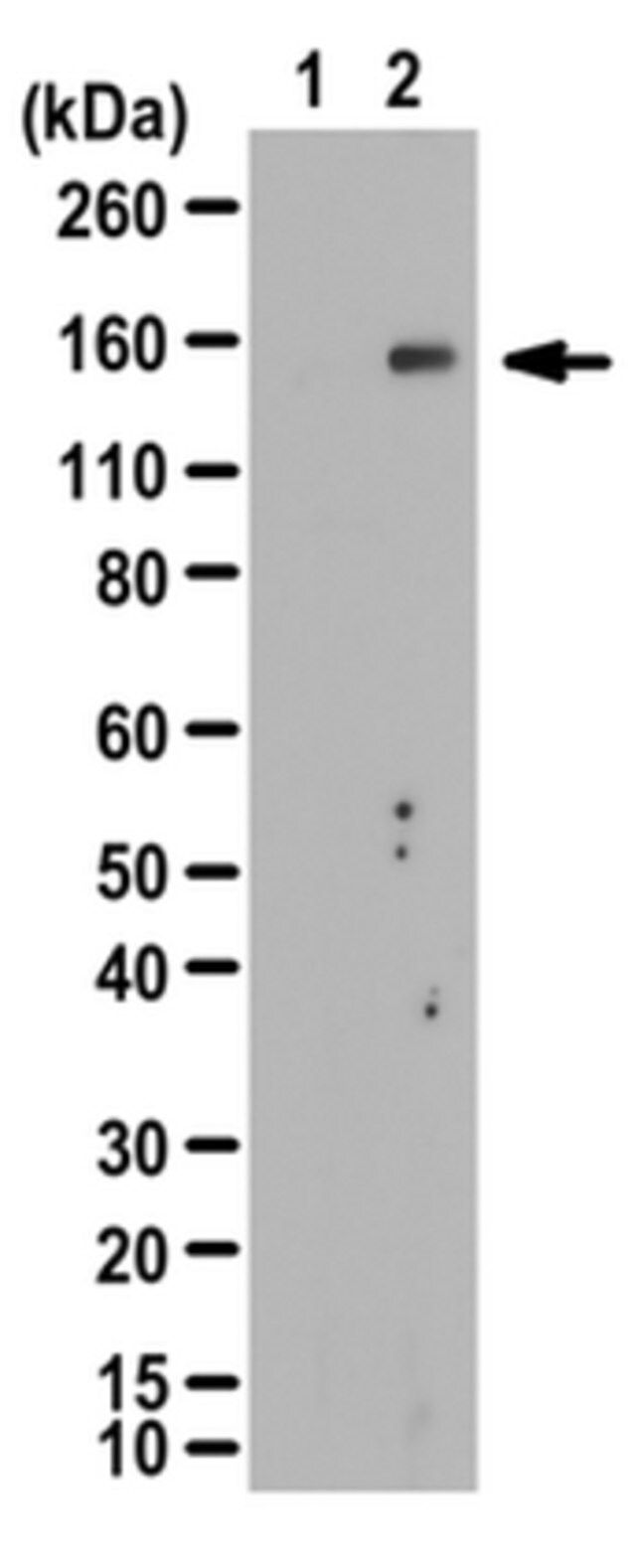 Anti-phospho-IRS-2 (Ser388) Antibody