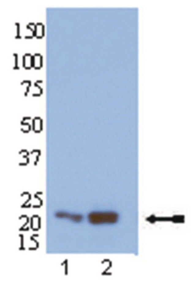 Anti-Rap1 Antibody