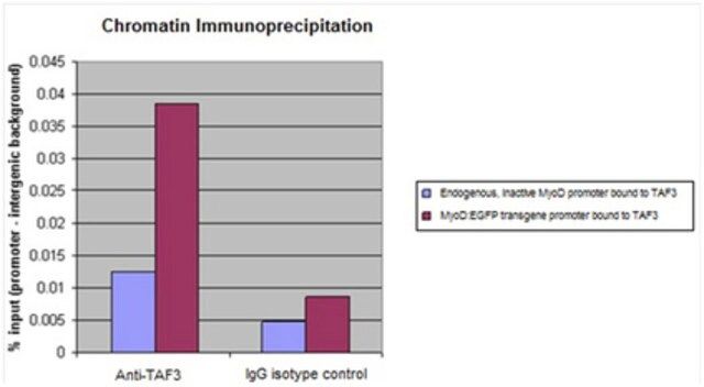 Anti-TAF3 Antibody