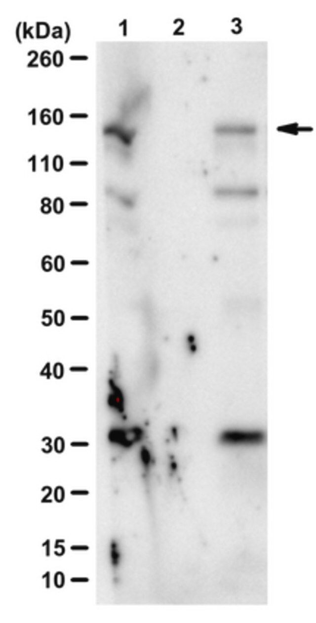 Anti-phospho-Upf1 (Ser1127) Antibody