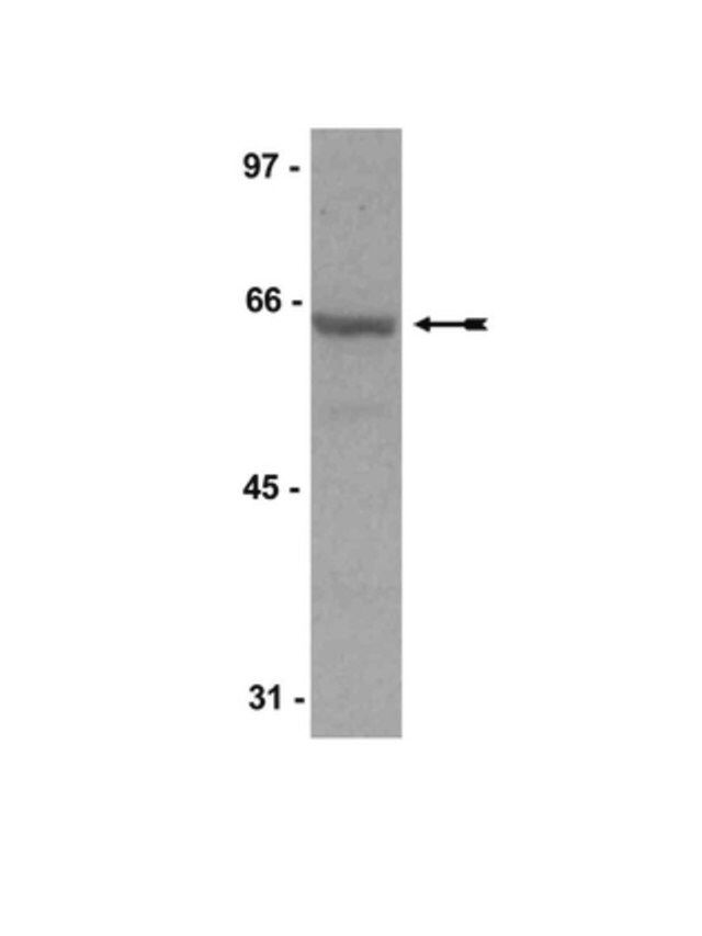 Anti-SHP-1/SHPTP-1 Antibody