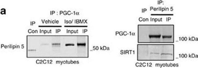 Anti-Sirt1(Sir2) Antibody