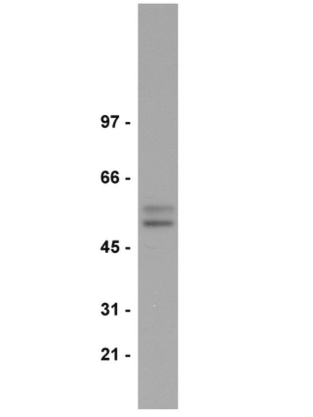 Anti-Smad2/3 Antibody