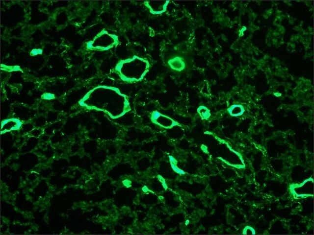 Monoclonal Anti-Collagen, Type VII antibody produced in mouse