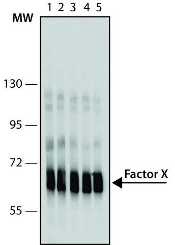 Monoclonal Anti-Factor X antibody produced in mouse