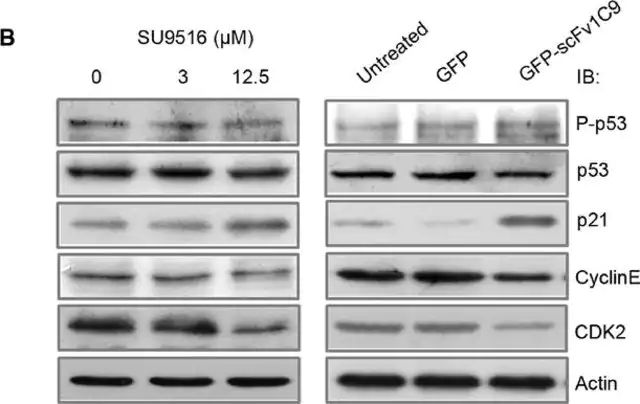 Anti-p53 antibody, Mouse monoclonal