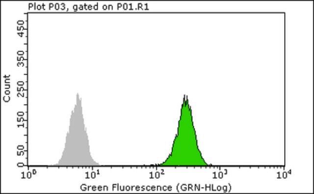 Anti-c-Jun Antibody, clone 6E4.4