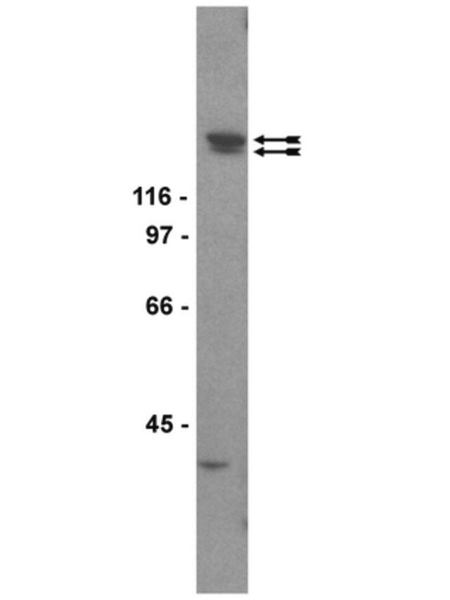 Anti-KDR/Flk-1/VEGFR2 Antibody, clone CH-11