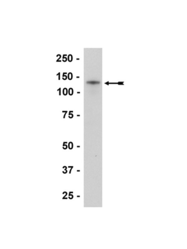 Anti-N-Cadherin Antibody, clone 13A9
