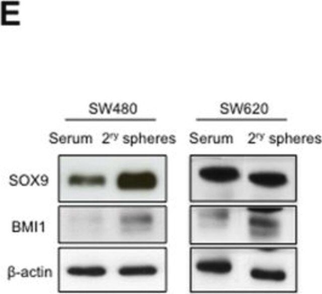 Anti-Bmi-1 Antibody, clone F6