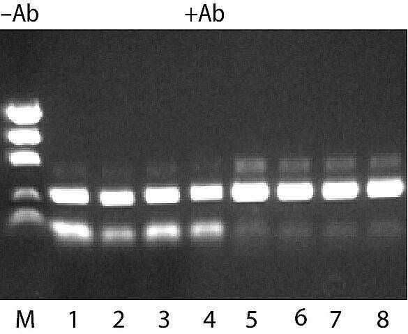 JumpStart<sup>TM</sup> REDTaq<sup>®</sup> DNA Polymerase