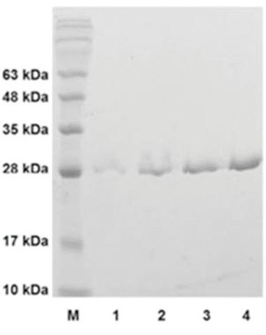 Cathepsin K Active from rat