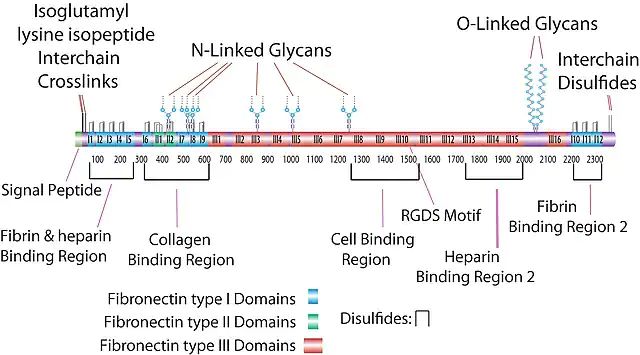 Fibronectin Adhesion-promoting Peptide