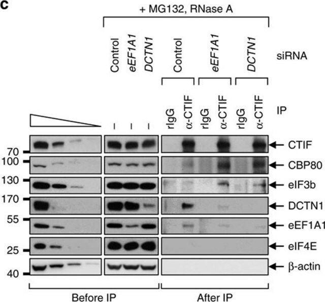 Anti-EF1α Antibody, clone CBP-KK1