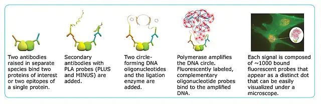 Duolink<sup>®</sup> <i>In Situ</i> Mounting Medium with DAPI