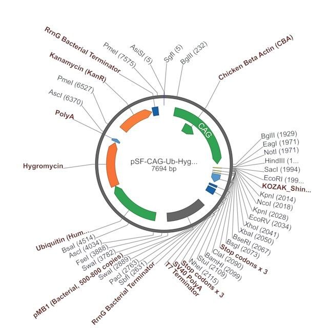 PSF-CAG-UB-HYGRO-CAG HYGROMYCIN PLASMID