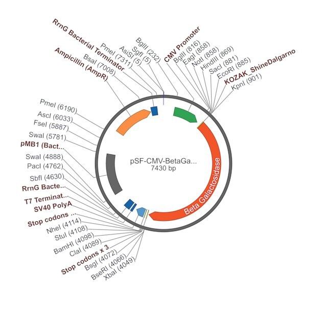 PSF-CMV-BETAGAL-CMV BETA GALACTOSIDASE PLASMID