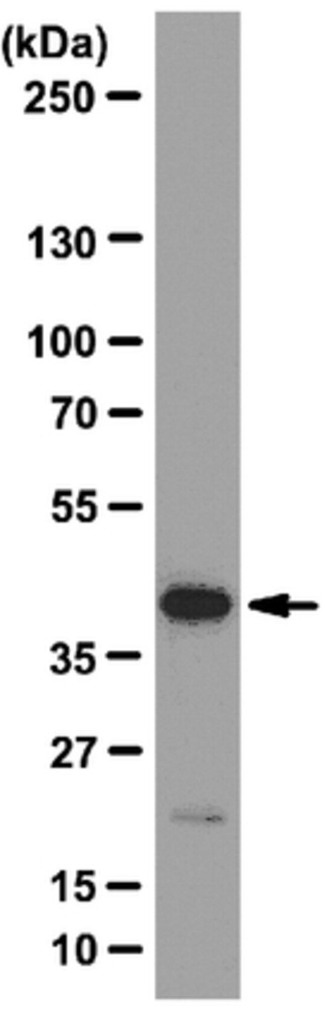 Anti-eIF4A3 Antibody, clone 3F1