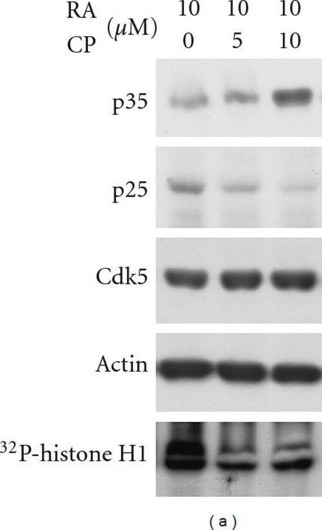 Anti-Cdk5 Antibody, clone DC17