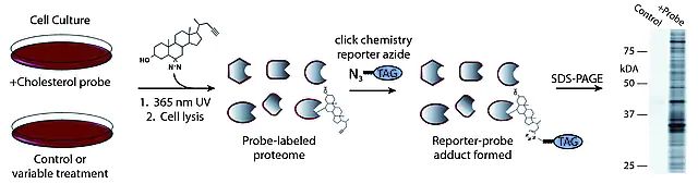 Photo-reactive Clickable<i> trans</i>-Sterol Probe