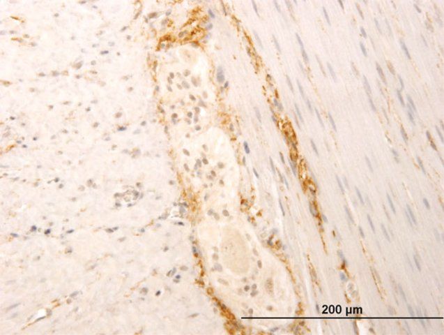 Monoclonal Anti-SYT1 antibody produced in mouse