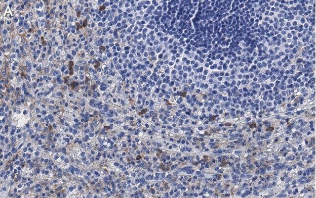 Anti-Siglec-9 Antibody, clone 3F22 ZooMAb<sup>®</sup> Rabbit Monoclonal