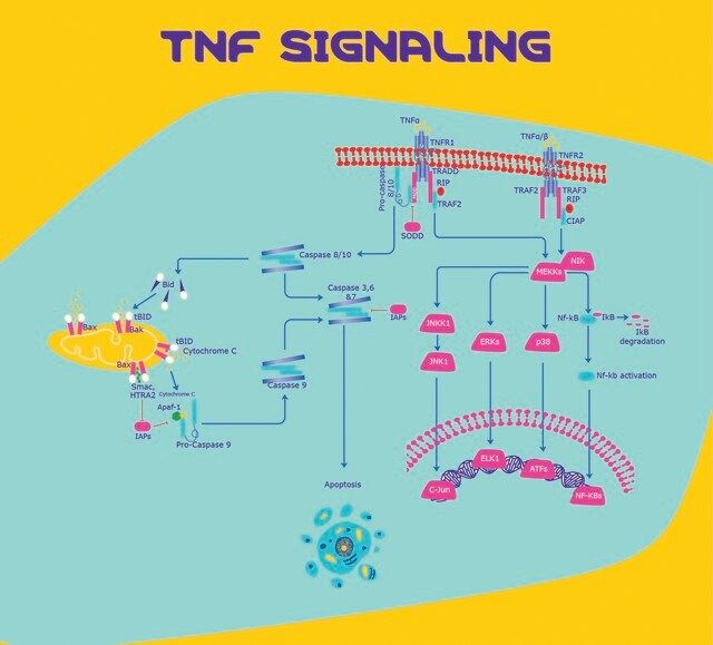 Tumor Necrosis Factor-α human